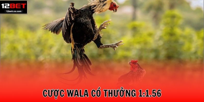 Cược Wala có thưởng 1:1.56