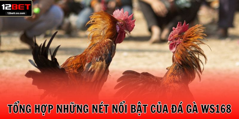 Tổng hợp những nét nổi bật của đá gà WS168