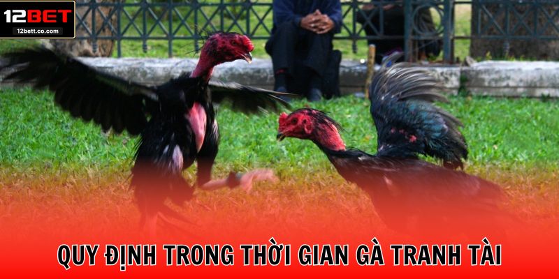 Quy định trong thời gian gà tranh tài